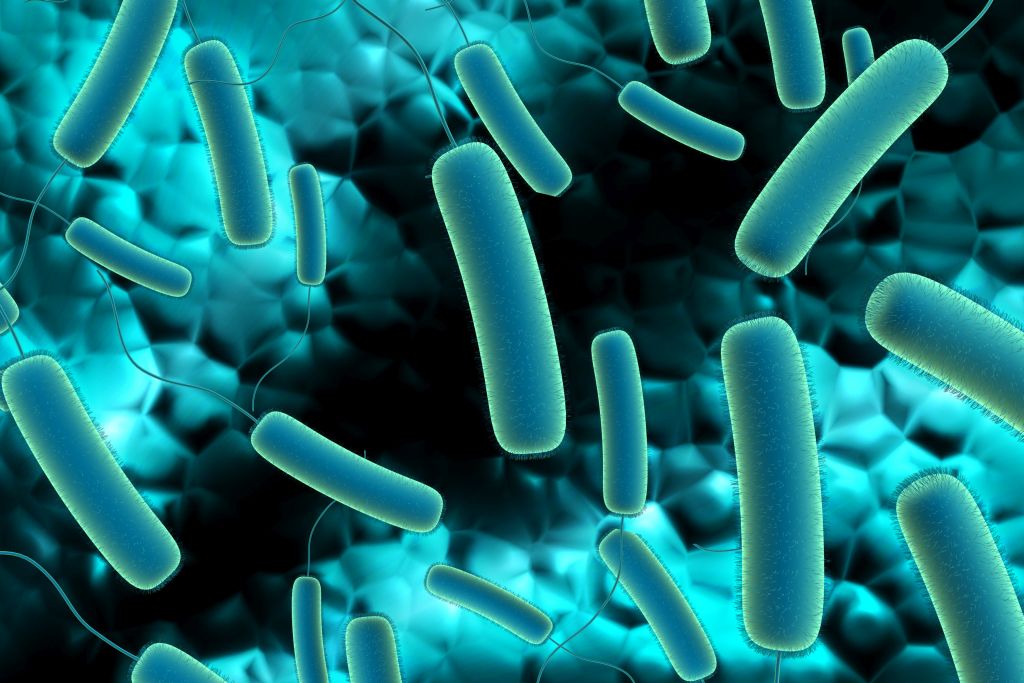 Zum Artikel "Wie Infektionserreger die Immunabwehr austricksen"