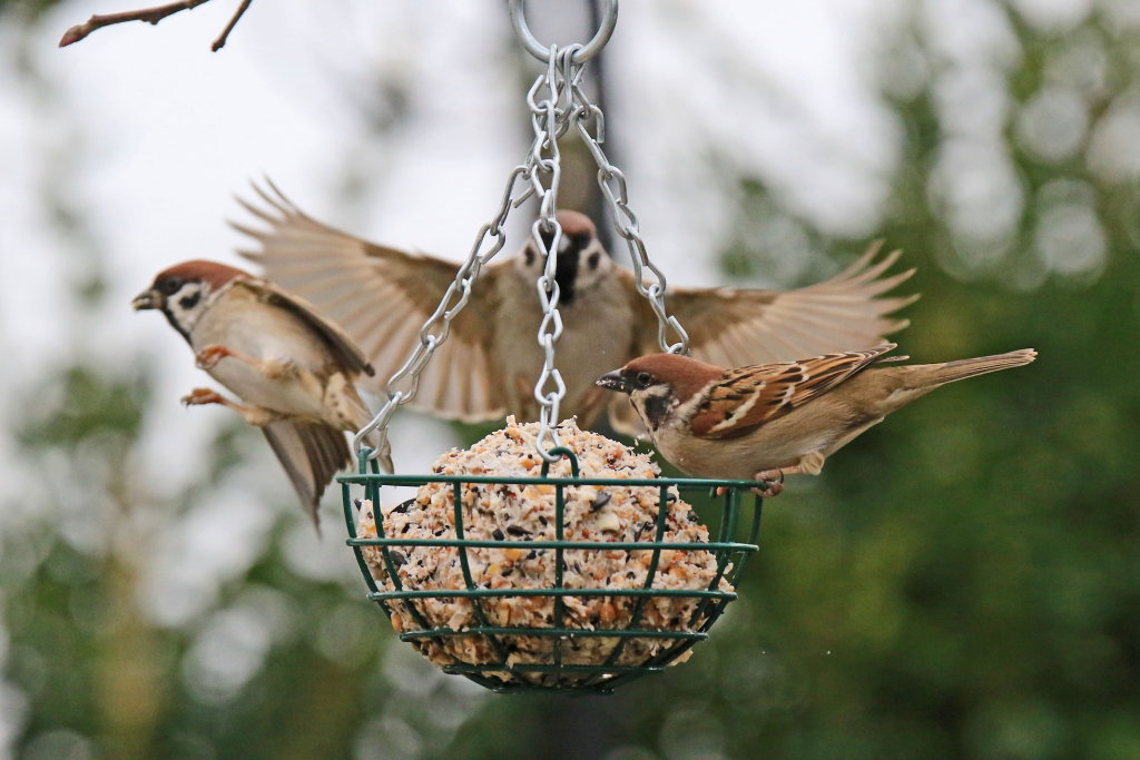 Zum Artikel "Wildvögel im Botanischen Garten"