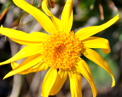 Arnica montana – Arnika: Eine subalpine Art, die auf Bergwiesen und -Weiden hauptsächlich über der Waldgrenze vorkommt. Historisch auf keinem einzigen Gipfel aus dem Datensatz der Forscher zu finden. Heute dagegen auf 14 Gipfeln. Höchster Fundort: 3052 m auf dem Gipfel des Monte Vago, nah der Schweizer Grenze, Livigno. (Bild: Veronika Stöckli)