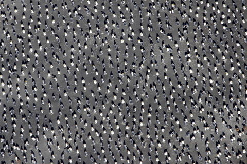 Königspinguine bilden glasartige Brutkolonien