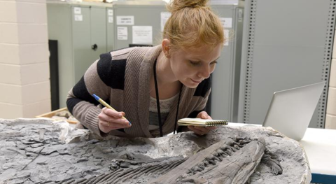 Zum Artikel "Dino-Skelett neu beschrieben: “Mit dem heutigen Wissen kann man viel mehr machen“"