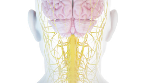 3D gerenderte Illustration.