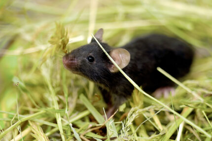 dunkelhaarige Maus schnuppert in die Luft