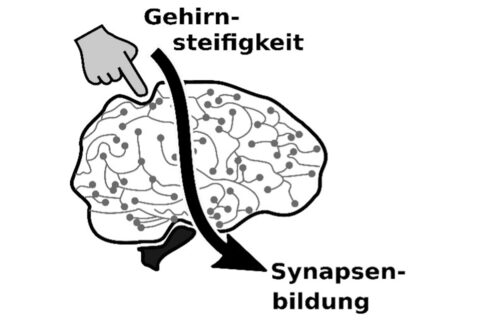 Zum Artikel "Gehirnaktivität formen – ein mechanischer Prozess?"